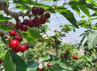 大连大樱桃在沪开展产销对接活动