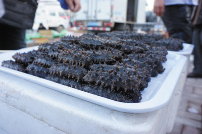 别让大连海参成为第二只对虾