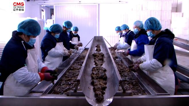 大连瓦房店|国家级海参产业园扎根“辽参”故乡