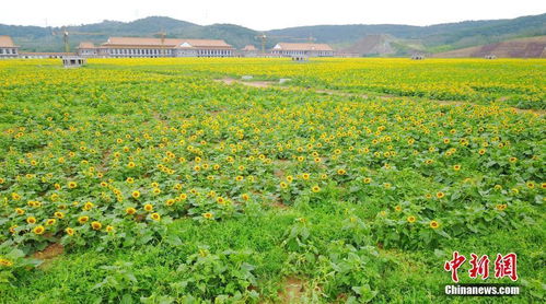 世界最大地下工厂房顶308亩向日葵盛开
