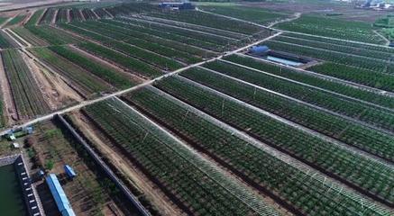 坚持走农产品品牌化道路，大连大樱桃产业助推乡村振兴